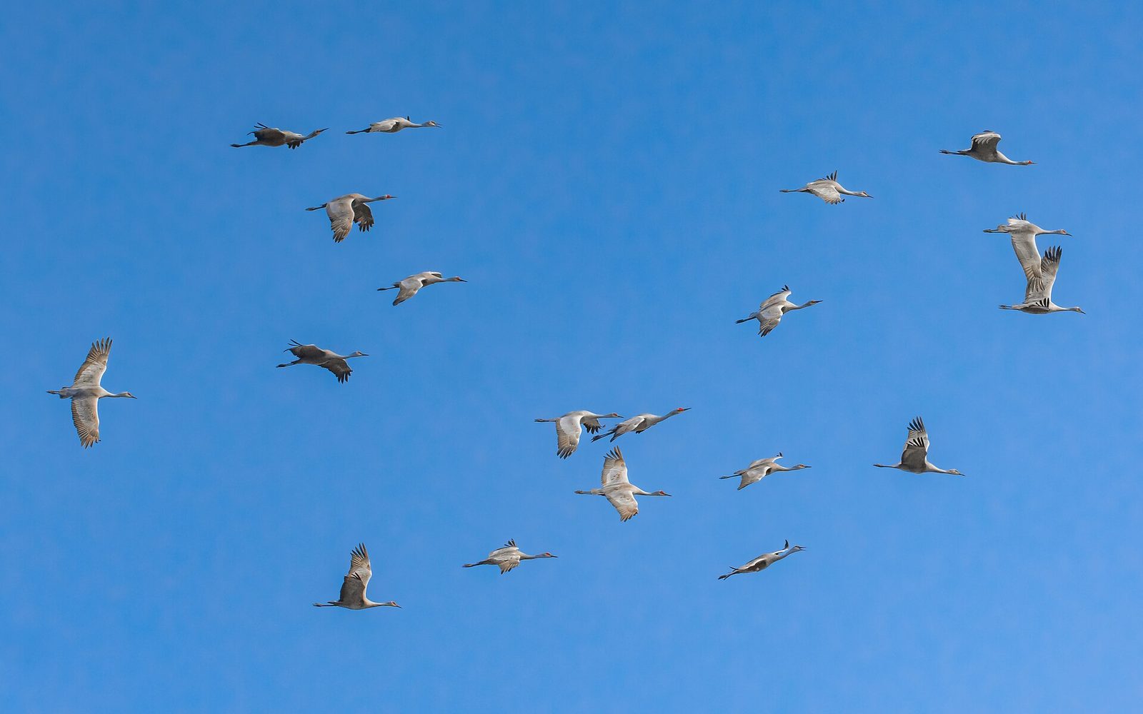 Cosumnes River Preserve