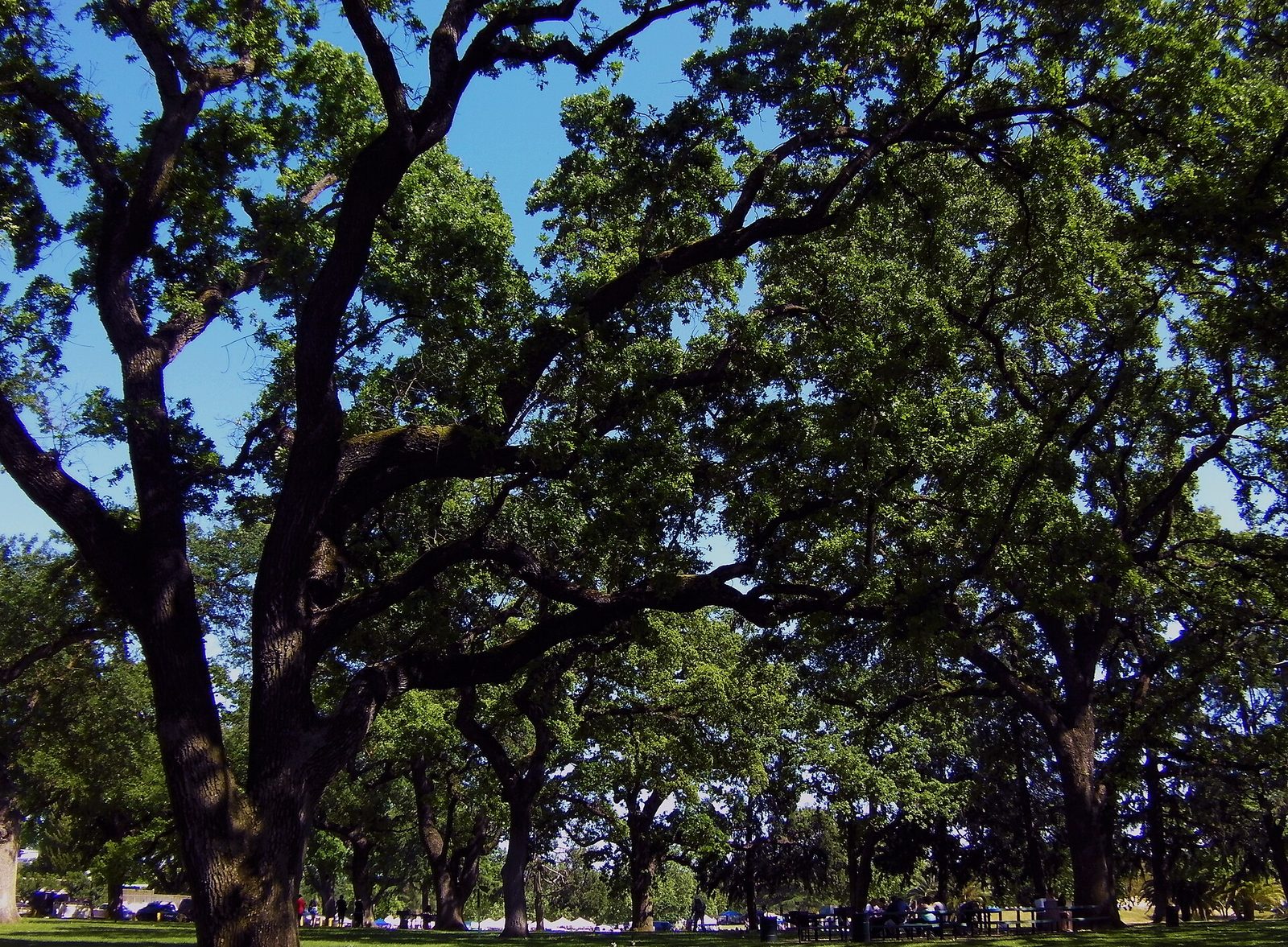 Elk Grove Regional Park
